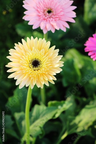 Gerbera flowers in garden with the nature