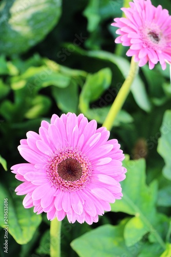 Gerbera flowers in garden with the nature