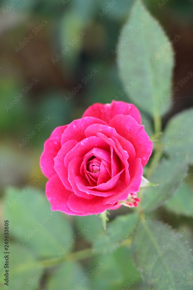 Beautiful roses is blooming in the garden Beautiful roses is blooming in the garden
