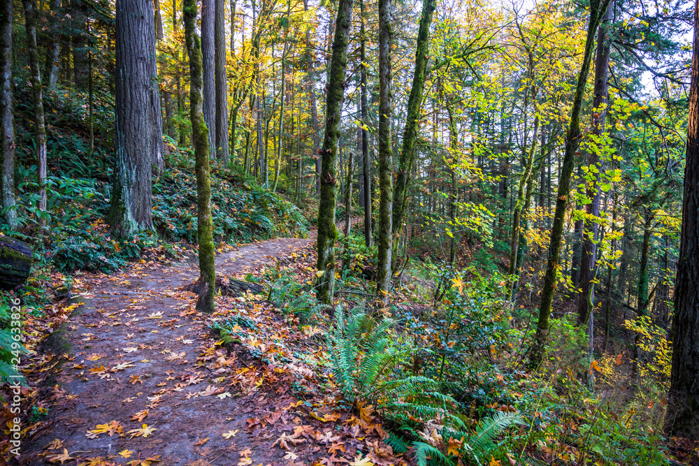 The footpath is covered with fallen leaves in the autumn forest on the mountainside The footpath is covered with fallen leaves in the autumn forest on the mountainside