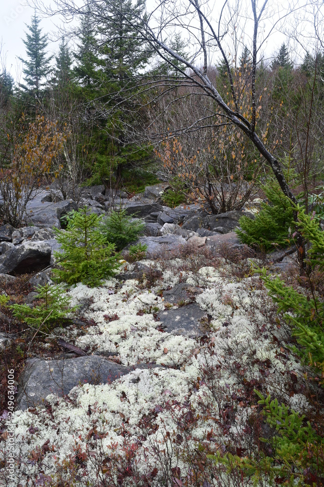 rocks in forest rocks in forest