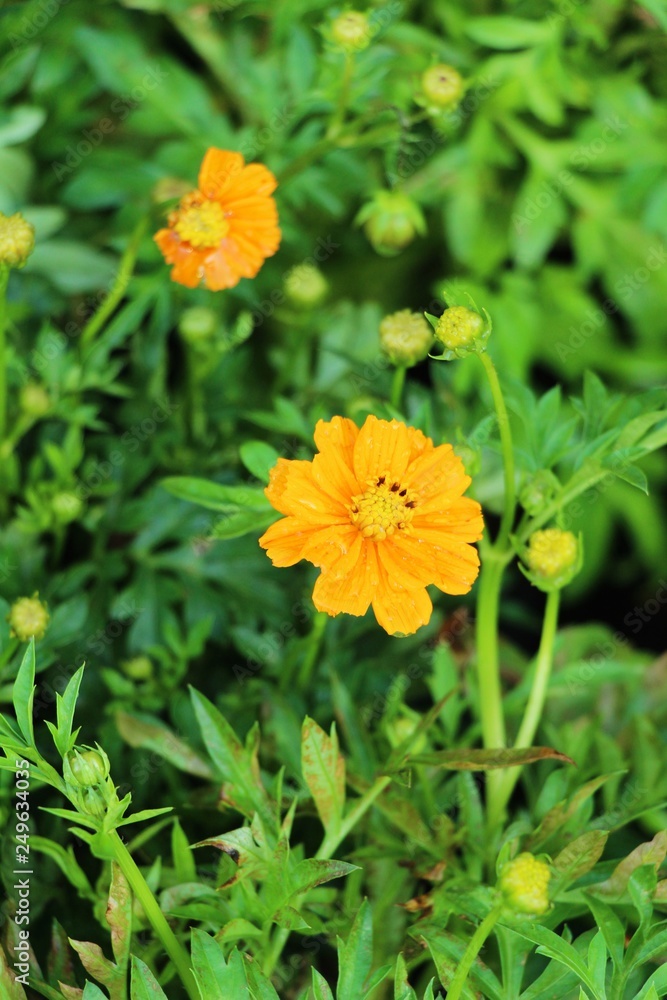 Beautiful cosmos colorful flowers in the garden Beautiful cosmos colorful flowers in the garden