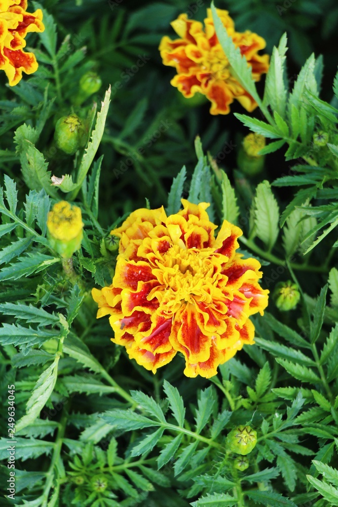 Beautiful bloom colorful flowers in the garden Beautiful bloom colorful flowers in the garden