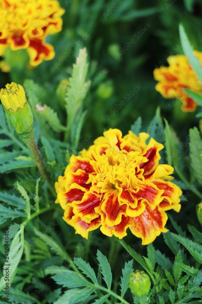 Beautiful bloom colorful flowers in the garden Beautiful bloom colorful flowers in the garden