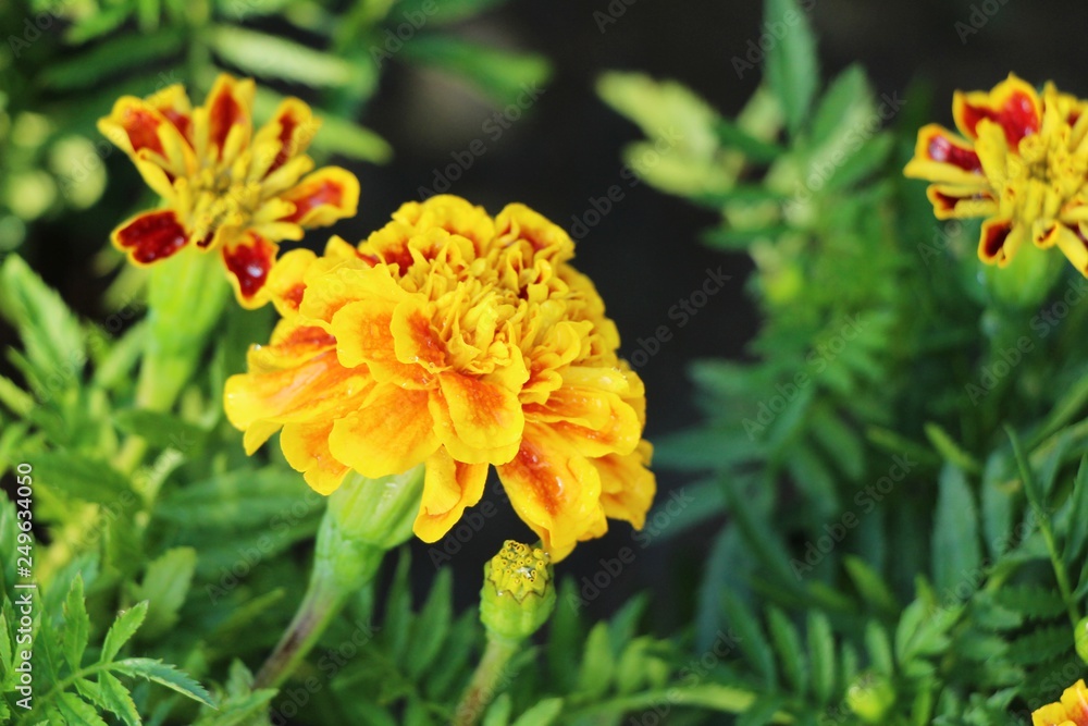 Beautiful bloom colorful flowers in the garden Beautiful bloom colorful flowers in the garden
