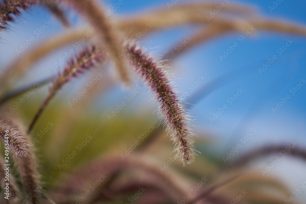Grass Seeds Grass Seeds