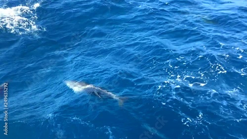 Dolphins swimming and jumping next to sailing boat in Hawaii