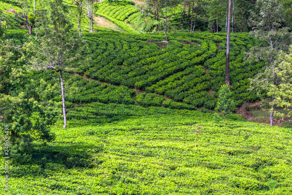Tea plantation near Haputale. Sri Lanka.