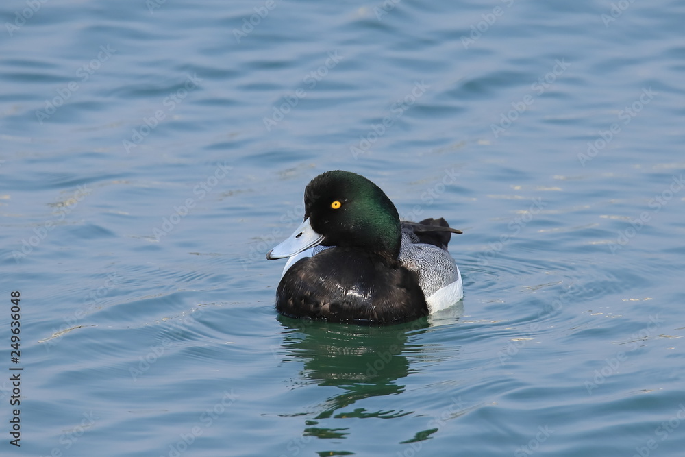 スズガモ　Greater Scaup	