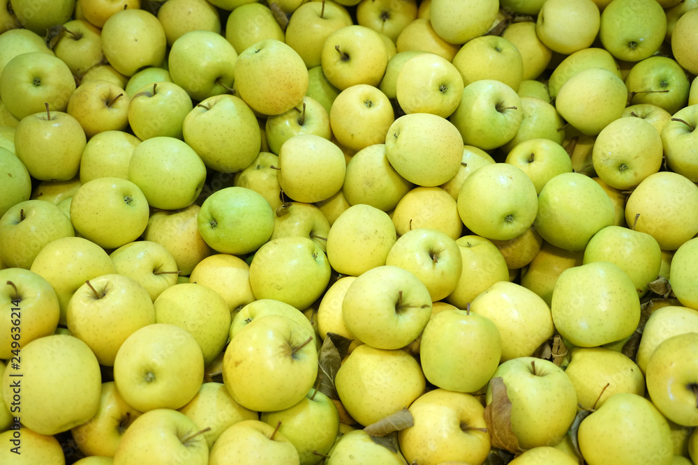 Fresh picked green apples background in the harvest season Fresh picked green apples background in the harvest season