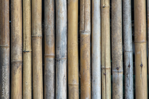 Multiple uses of bamboo including wall  fence  roof and building