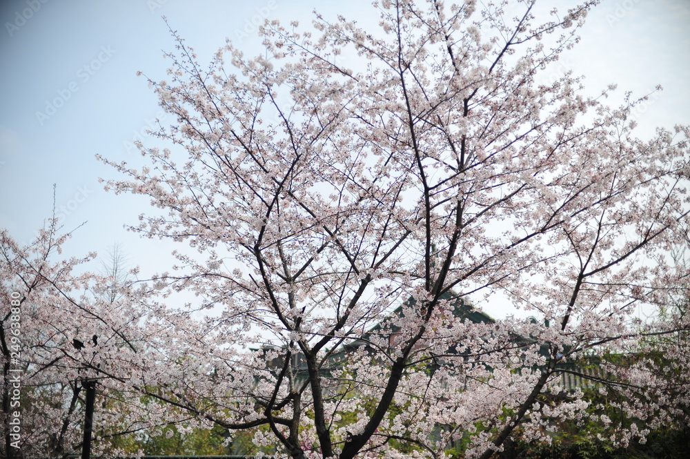 The beautiful cherry blossoms bloom in spring The beautiful cherry blossoms bloom in spring