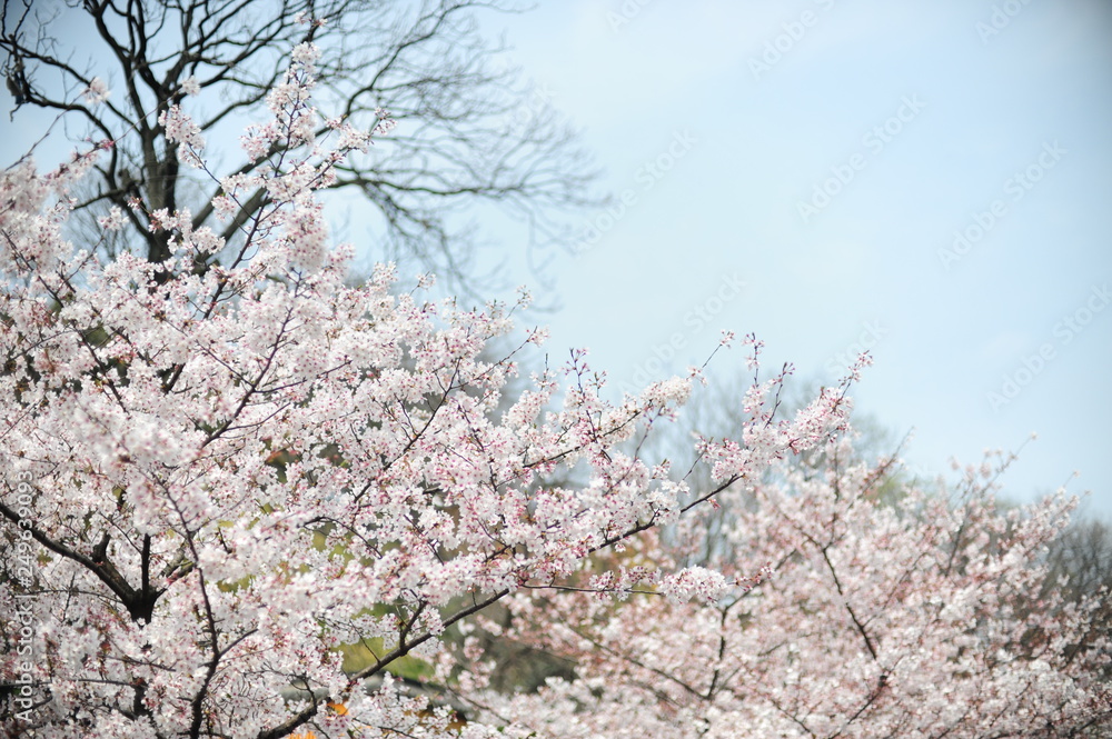 The beautiful cherry blossoms bloom in spring The beautiful cherry blossoms bloom in spring