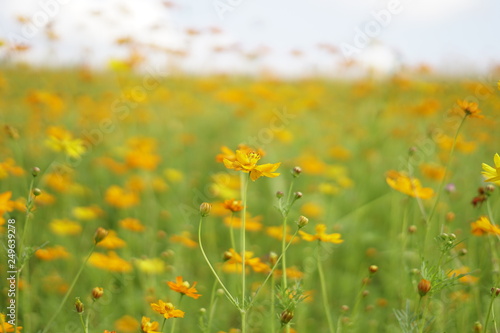 Closeup yellow cosmos flowers with blurrycopy space background