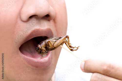 Food Insects: Man eating Cricket insect on wooden skewer. Crickets deep-fried crispy for eat as food snack, it is good source of protein edible and delicious for future food. Entomophagy concept. © nicemyphoto