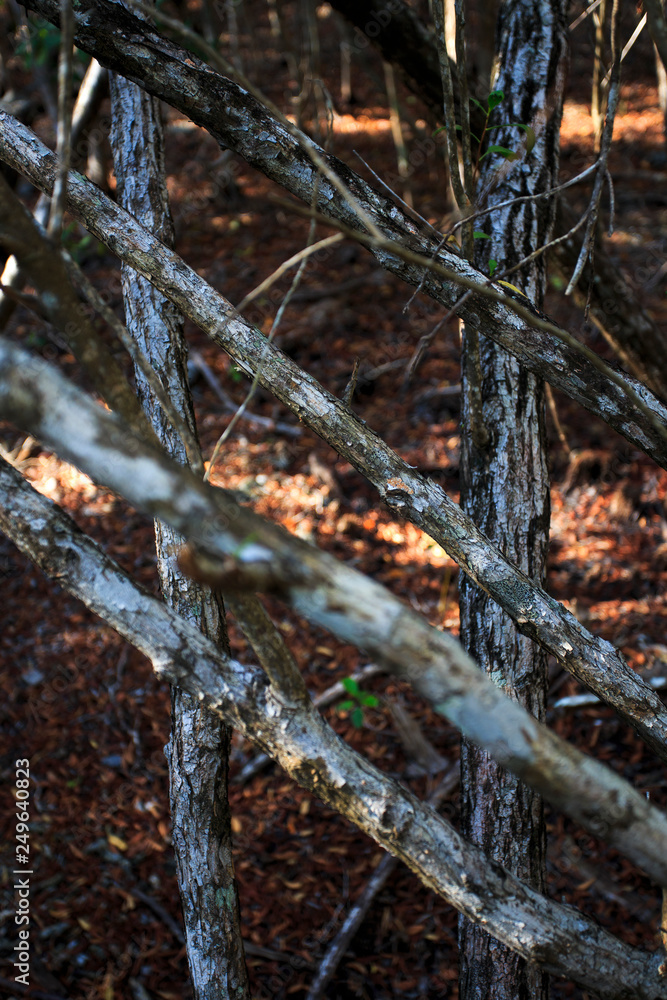 branches is the forest