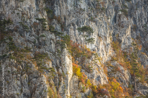 Autumn landscape in limestone mountains, with beautiful foliage, mist and black pine trees hanging on rocks