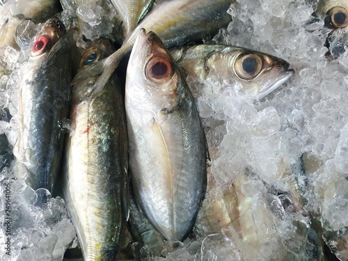 Top view of fresh mackerel on ice for sale in the fish market at Thailand, seafood as a background (shot-bodied mackerel, Rastrelliger brachysoma, Ikan Temenung, Rumahan, Kembung Pelaling) photo