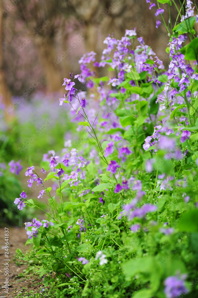 Obraz premium purple flowers in the garden