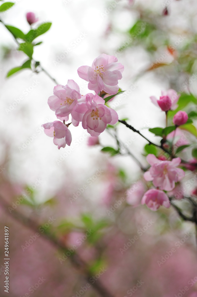 branch of apple tree branch of apple tree