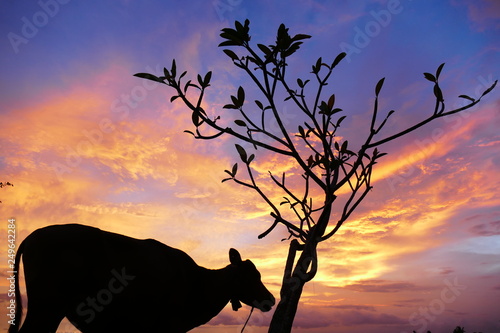 Photo picture a Beautiful natural delicious magnificent asian sunset sunrise.
