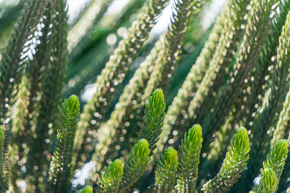 Norfolk island pine leaves pattern Norfolk island pine leaves pattern