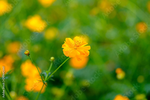 yellow flower isolated on green background