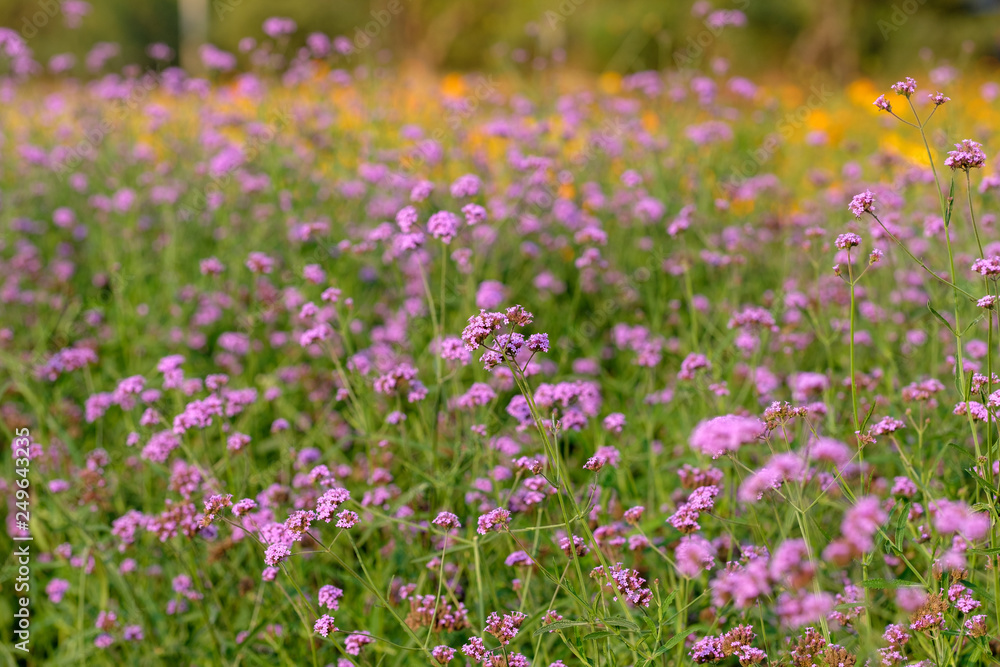 field of purple and yellow flowers