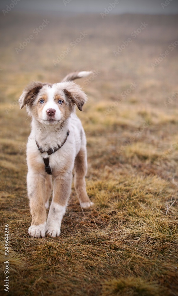Australian Shepard Puppy