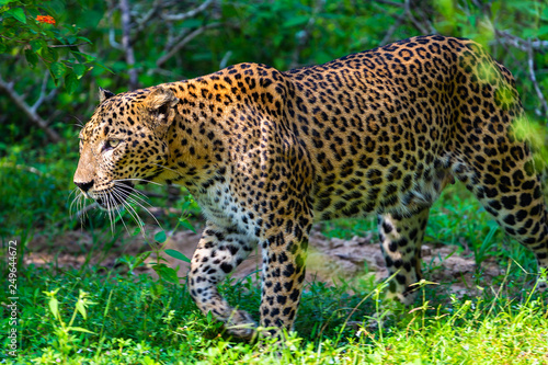 Wild leopard. Yala National Park. Sri Lanka.