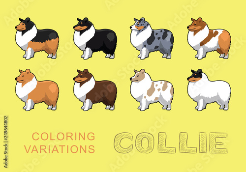 Fototapeta Naklejka Na Ścianę i Meble -  Dog Collie Coloring Variations Vector Illustration