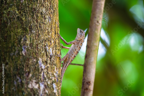 Common garden lizard. Sri Lanka.