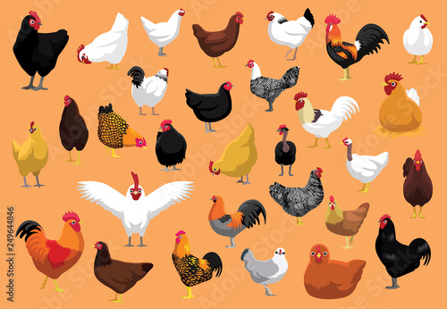 Various Chicken Breeds Poultry Cartoon Vector Illustration
