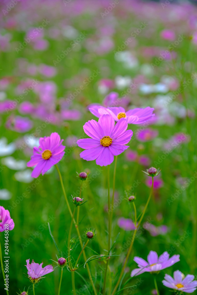 pink flowers in the garden