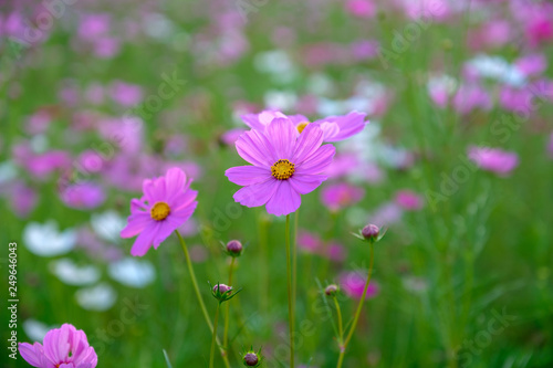 pink flowers in the garden