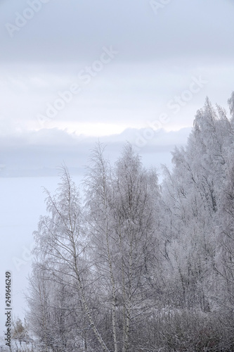 Wallpaper Mural Fluffy snow on the branches of trees, in the early frosty morning in the city park. Torontodigital.ca