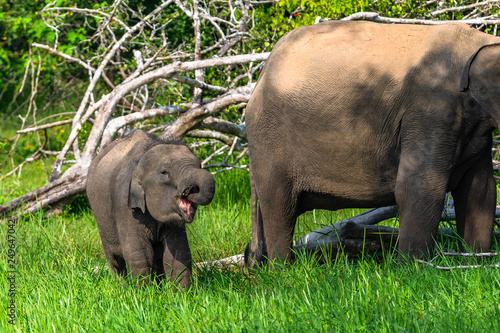 Asian elephant. Yala National Park. Sri Lanka. photo