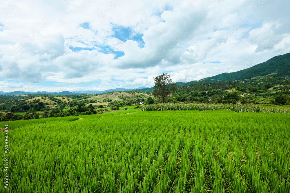 Beautiful Landscape of Fresh green rice fields on terraced and rice plantations in sunlight at Chiangmai province , North of thailand Beautiful Landscape of Fresh green rice fields on terraced and rice plantations in sunlight at Chiangmai province , North of thailand