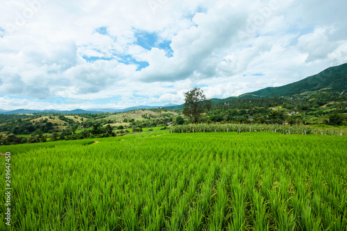 Beautiful Landscape of Fresh green rice fields on terraced and rice plantations in sunlight at Chiangmai province   North of thailand