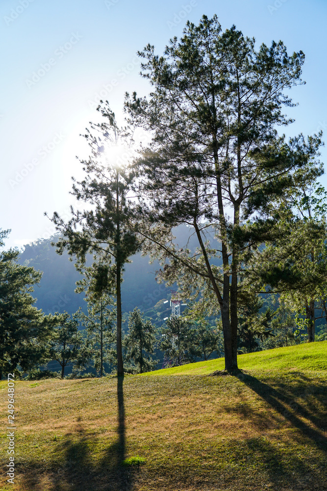 Sun rises behind a tree - Image