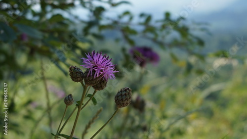 purple flower on green background