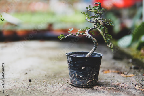 Making of bonsai trees. Handmade accessories wire and scrissor bonsai, bonsai tools, stand of bonsai - Image