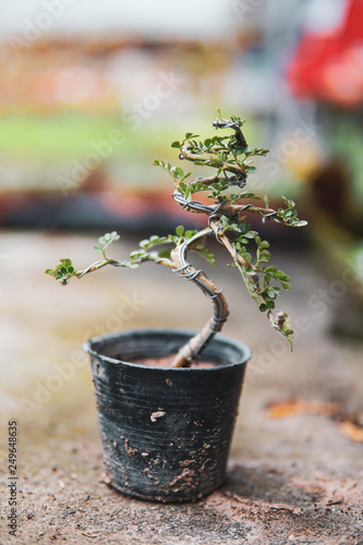 Making of bonsai trees. Handmade accessories wire and scrissor bonsai, bonsai tools, stand of bonsai - Image photo