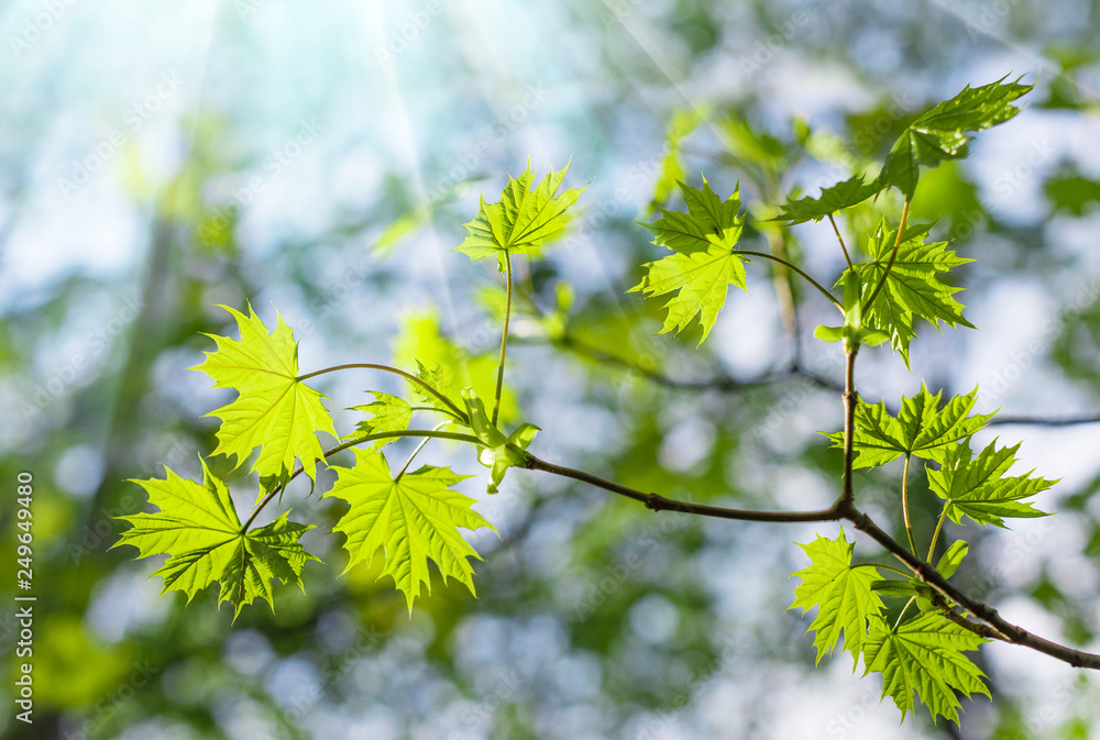 Green leaves in the forest in the light of the sun. Green maple leaves with sun ray. Young green leaves in sunlight, elegant romantic image of spring nature Green leaves in the forest in the light of the sun. Green maple leaves with sun ray. Young green leaves in sunlight, elegant romantic image of spring nature