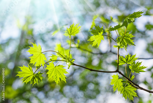 Green leaves in the forest in the light of the sun. Green maple leaves with sun ray. Young green leaves in sunlight, elegant romantic image of spring nature