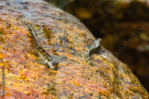 Macrophotography. Mudskipper on rock. Sri Lanka.