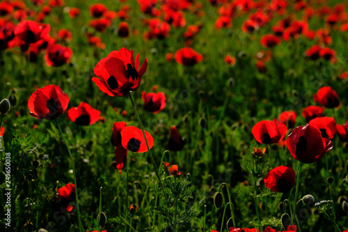 Fototapeta Naklejka Na Ścianę i Meble -  Beautiful field of red poppies