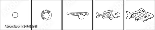 Coloring page with life cycle of fish. Sequence of stages of development of fish from egg (roe) to adult animal
