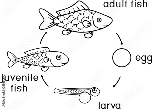 Coloring page with life cycle of fish. Sequence of stages of development of fish from egg (roe) to adult animal