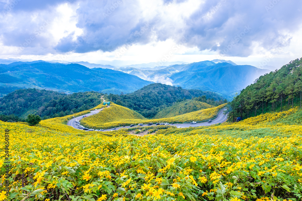 Landscape of Mexican sunflower in Mae Hong Son province of Thailand